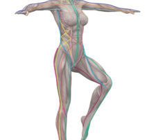 Anatomy Trains for Movement Professionals 10